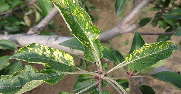 ���ι���ɸ���