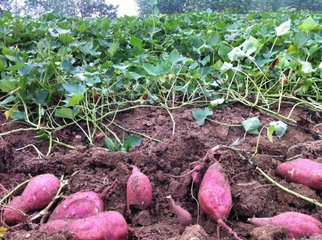 �r(n��ng)�I(y��)�r(n��ng)�岿��2018��������a(ch��n)���g(sh��)ָ��(d��o)��Ҋ