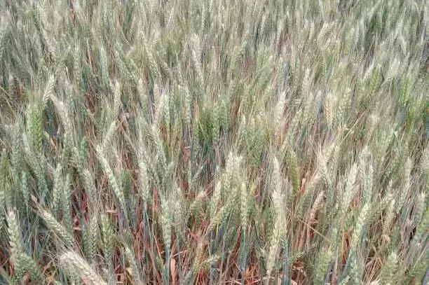 ��������С�����{���@�F(xi��n)�������룬��ô����?