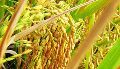 ������ˮ���c��ˮ�������L(zh��ng)��(x��)���c�Nֲ����