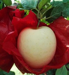 �O�������������eи��