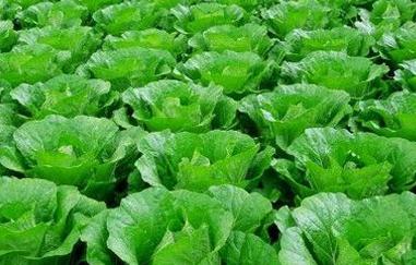 ��ײ˵����༼�g