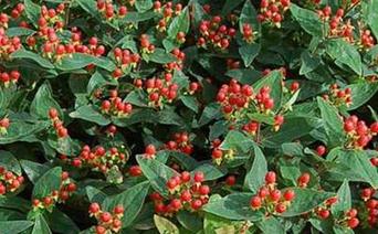 ��˼����ô�N����˼���Nֲ����