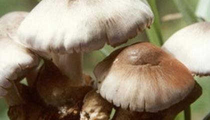 �ݹ��ķNֲ�¼���