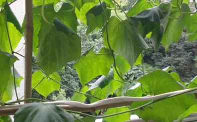 ��_�z�ϵķNֲ��������_׃��С�ˈ@