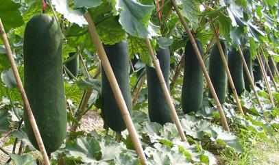 ���ϵ����༼�g�����������ڷNֲ���g�����x�ķ�����