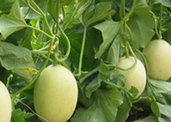 �����ηNֲ?��ϵ����༼�g��