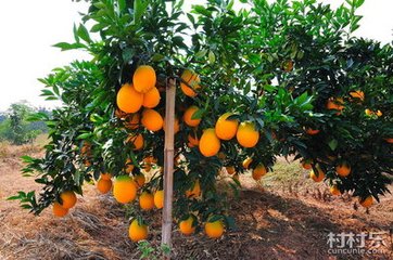 Ě����ô�޼�������Щ�޼�������