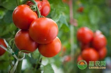 ���t��ʲô�r�򲥷N�����t���ƌW�Nֲ��������Щ��