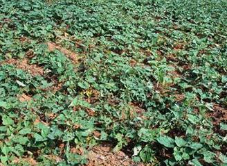 �t��һ��ʲô�r���_ʼ���磿�����ڴ�Ŷ��