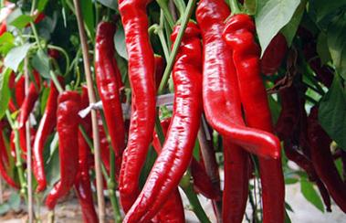 ��������仨���ô�����������仨�����(y��ng)����ʩ