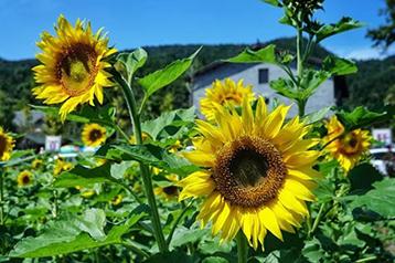 ���տ������ܷN�᣿���տ��ķN�ӷNֲ������ע�����