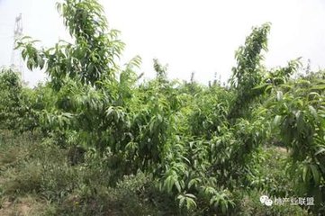 �Ҙ���@ѩ����η�������