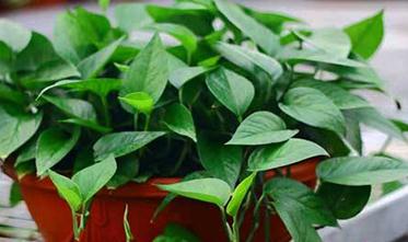 �G�}�����L������ԓ��ô�k���G�}ïʢ��̎������