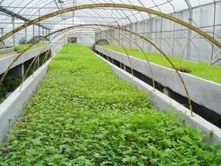 �����������l�l(f��)���紺�߲˶�ֲ�ؿ�8Ҫ�c��