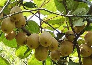 �J���Ҙ�Ҫʲô�r���޼����J���Ҙ���޼����g