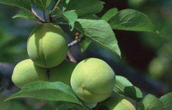 ��÷Ҫ��ô�N����÷�ķNֲ���g