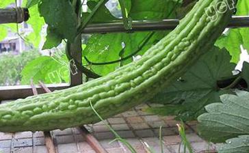 �����ʲô�r��Nֲ���Nֲ��ϵĕr�g���l����ʲô