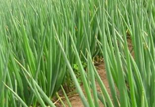 �ߜظɺ���⣬ʩ��Ҫ���պ��@3�c��