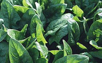 �ļ��߲˹Ϲ����ӷ���˥���ļ��߲˹Ϲ�����˥����