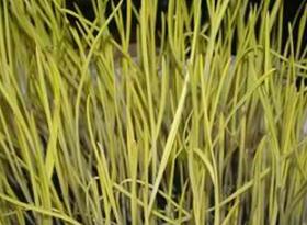 ���S�Nֲ���g��ʲô�����S�o�������Ҫ�c��