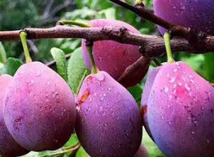 ��÷�ķNֲ��������÷�Nֲ�^���е�ע�����