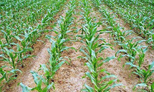 ���מ�ɶ�����F��С�磿�@Щ����Ҫӛ�Σ�