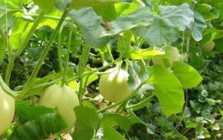 ���ӹ�����ϼ޽�������ϼ޽����������