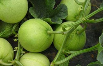 ��ϵķNֲ��������Щ����Ό����M��������