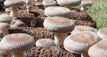 �㹽���z���L����ô�������㹽���z���L�ڵĹ�������