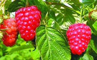 ��ݮ�����߮a�����c�������P�ژ�ݮ�ķNֲ����