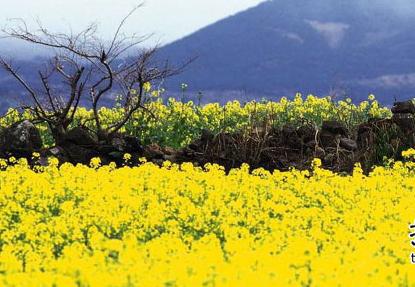 ʲô�����Nֲ�Ͳˣ��ͲˏķNֲ���ի@Ҫ��ã�