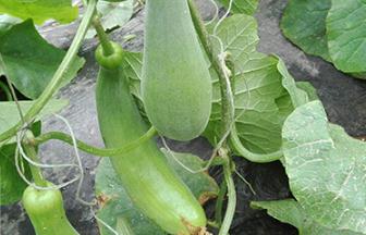 �������ϵķNֲ�r�g���������ϵķNֲ����