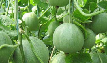 �����ô�Nֲ�L�ú�����ϷNֲ�ķ����ͼ��g(sh��)��