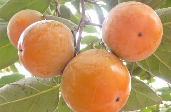 ���ӷN��ʲô�r�򲥷N�ã�