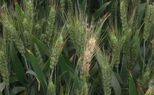 С����ù����m���M��l��ʢ�ڣ��r�������ǰ�A����