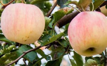 �O���y�~����ô����Ч�������O���y�~�����μ���