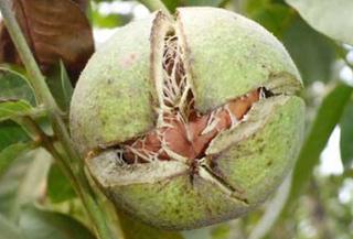 ���Ҏ����ܷN����������Щ�؅^�Nֲ�������������߮a