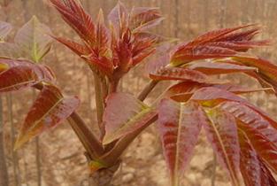 �㴻��ô�x�N���㴻�x�N�ķ���Ҫ�c