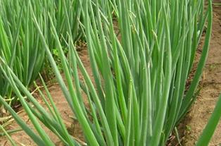 ���[�����ķ�������ηNֲ���[�ܸ߮a(ch��n)��ïʢ��