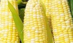 ����ʲô�r��Nֲ�ã����׵ķNֲ�r�g�ͷ���