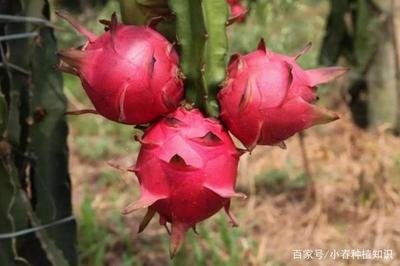 ���ӷNֲ���������������߮a(ch��n)�Nֲ����