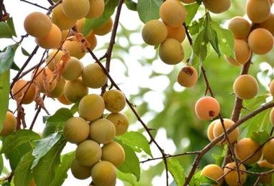 ���ӌ��Ә��M���Ժ������