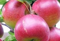 ��ʿ�O����ô�����޼�����ʿ�O�������޼����g