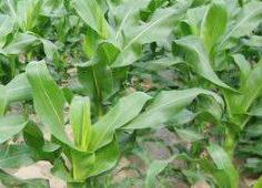 2019�����������a���g�������׷Nֲ��ע�����