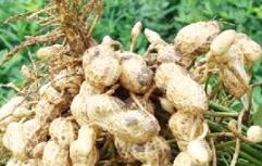 �������·ݷNֲ�������������_��������������Y����