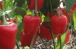 ����ô�����ĝ�ˮ���𽷿ƌW���흲ˮ����