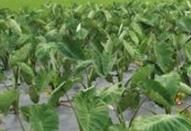 ���^��ô�Nֲ�����^�ķNֲ���gҪ�c��