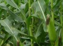 ����ʲô�r��Nֲ�������׸߮a�Nֲ������