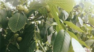 ���Ҙ䲻�Y����ʲôԭ����ɵģ�